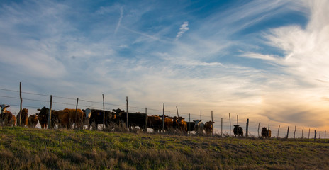 Fototapeta na wymiar Cattle at Sunset Mexia Texas