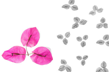 Fresh Bougainvillea petals/Romantic beautiful background material