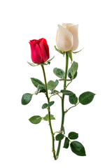 Obraz premium Red rose and white rose