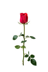  a red rose on a white background