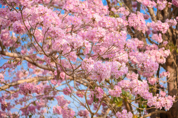 Tabebuia rosea is a Pink Flower neotropical tree