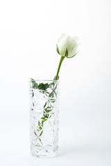White rose on white background