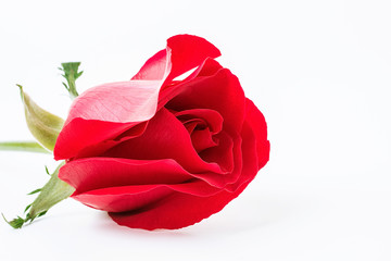 a red rose on a white background