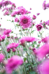 Purple chrysanthemum/Hazy dreamy flower background