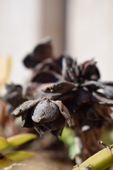 pine cones on a background