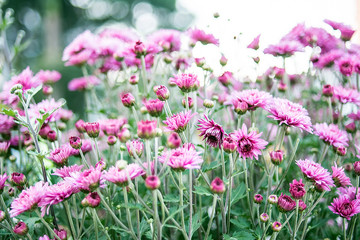 Purple chrysanthemum/Hazy dreamy flower background