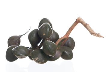 Archidendron Jiringa seeds .