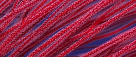 long red whip coral bush (Ellisella ceratophyta) and other corals underwater with blue water in the background, WAKATOBI, Indonesia, RED  21:9, close up