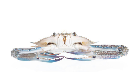  Blue crab (Flower crab, Blue swimmer crab, or Sand crab) on white background