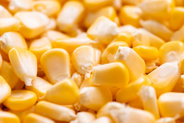 Corn texture. Yellow corns as background.