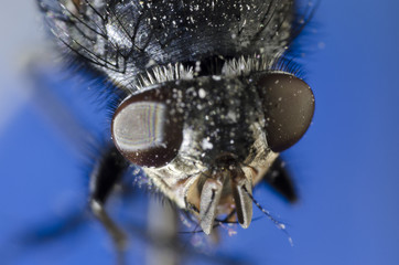 fly in macro photography