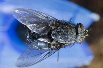 fly in macro photography