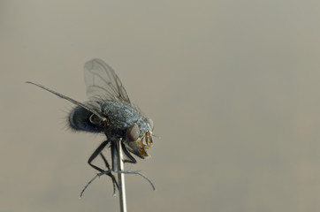 fly in macro photography