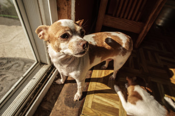 An Adult Chihuahua Wanting To Go Outside