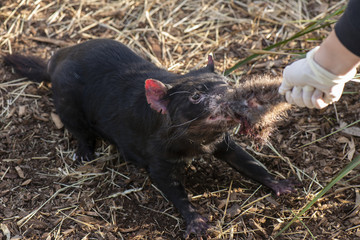 Tasmanian Devil outside during the day in Tasmania.