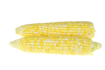 fresh raw corn cob isolated on white background