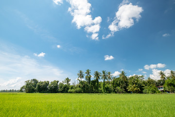 rice field and blue sky