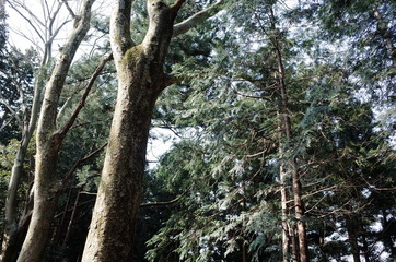 Fototapeta premium 高尾山