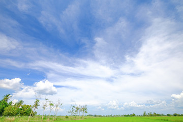 Obraz premium green rice field and blue sky