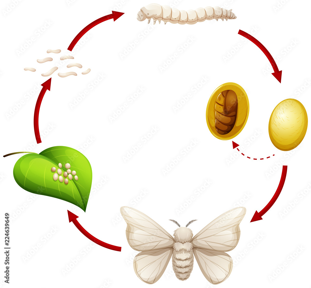 Sticker life cycle of a silkworm