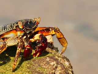Crab