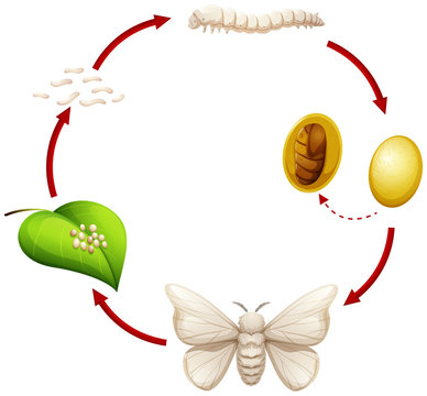 Life cycle of a silkworm