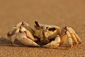 Crab