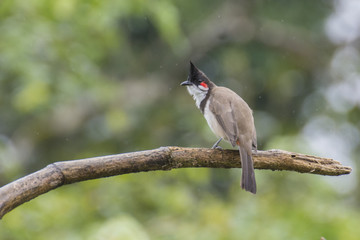 Bulbul