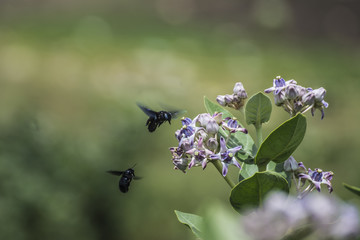 Carpenter bees