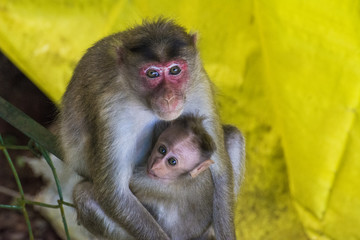 Monkey and kid