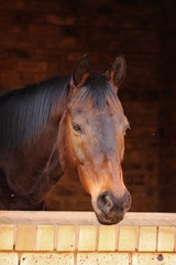 Horse in Barn