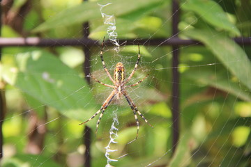 腹側から撮影した、巣の中心に陣取るナガコガネグモ(宮城県)