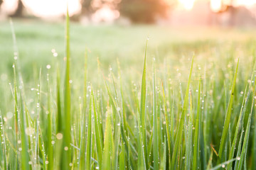 Dew drops on rice Morning sunlight rays
