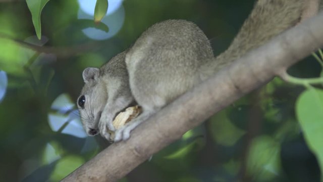 underview of grey squirrel entertained eating a nut on a tree branch