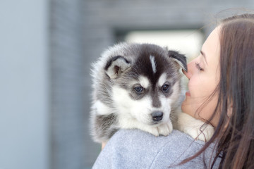 Naklejka na ściany i meble Young women holds her best friend little pet puppy of husky in her arms. love for dogs