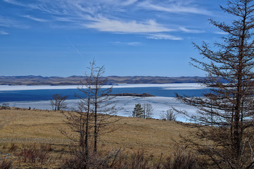 Fototapeta na wymiar Larch in the Baikal lake in spring