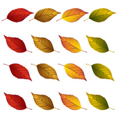 Set of  autumn  leaves isolated on a white background. vector illustration
