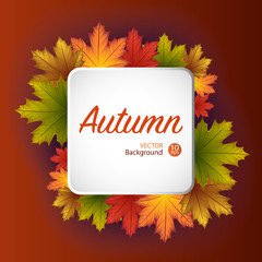 Autumn square banner background  with maple leaf