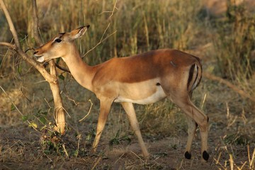Naklejka premium Impala