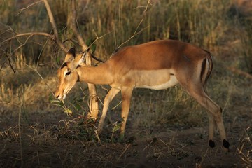 Impala