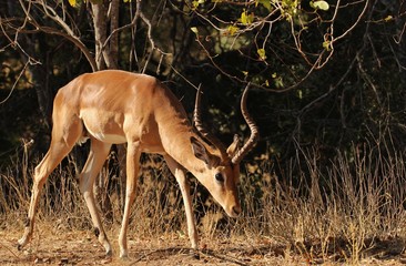 Impala