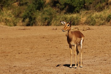 Impala