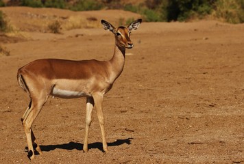 Impala