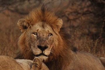 Lion in Kruger