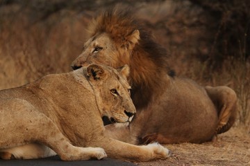 Naklejka na ściany i meble Lion in Kruger