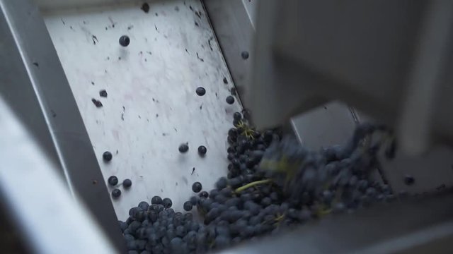 Grapes harvest machine.