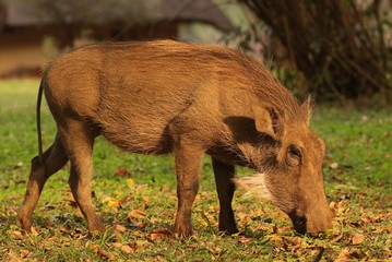 Warthog