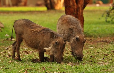 Warthog