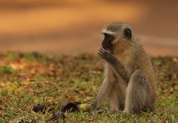 Vervet Monkey 