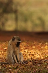 Vervet Monkey 